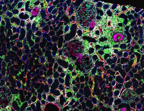 Data image