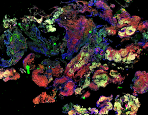 Data image