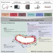 A human breast atlas integrating single-cell proteomics and transcriptomics.