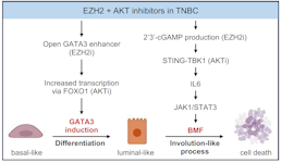 AKT and EZH2 inhibitors kill TNBCs by hijacking mechanisms of involution