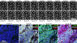 Highly multiplexed immunofluorescence imaging of human tissues and tumors using t-cycif and conventional optical microscopes.