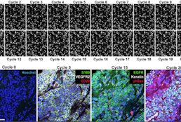 Highly multiplexed immunofluorescence imaging of human tissues and tumors using t-cycif and conventional optical microscopes.