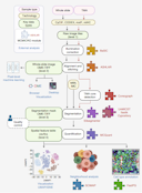MCMICRO: A scalable, modular image-processing pipeline for multiplexed tissue imaging.