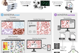 Minerva: A light-weight, narrative image browser for multiplexed tissue images.
