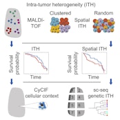 Spatial intra-tumor heterogeneity is associated with survival of lung adenocarcinoma patients.