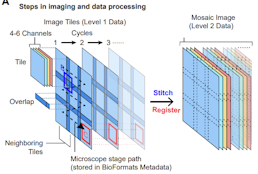 Stitching and registering highly multiplexed whole slide images of tissues and tumors using ASHLAR software.