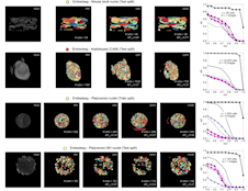 Universal consensus 3D segmentation of cells from 2D segmented stacks.